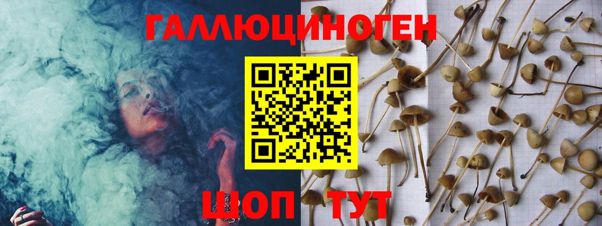 Галлюциногенные грибы Psilocybe Абинск